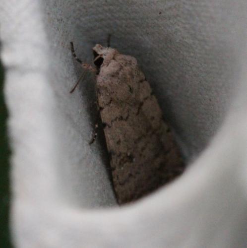 Réf. 315 660 : Caradrina clavipalpis